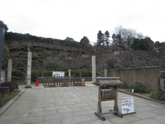 梅の開花情報　池上梅園