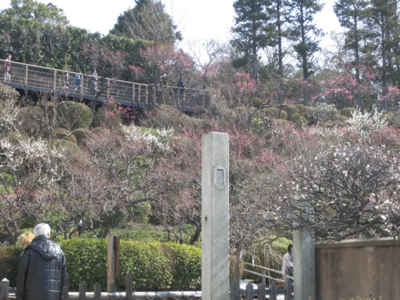 池上梅園開花状況２０１３・０２・１７