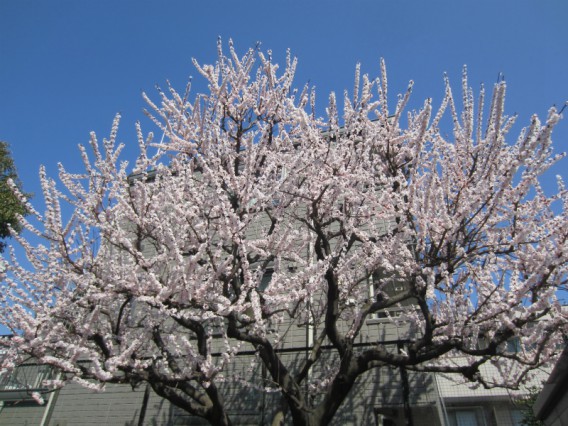 桜？いえ杏です。