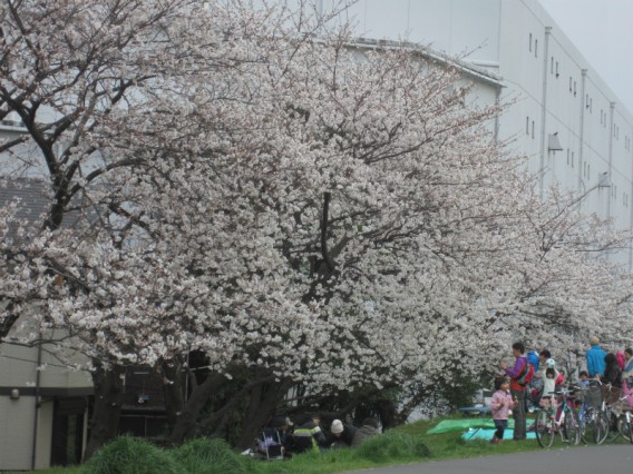 お花見の名所・六郷土手の桜２０１３年