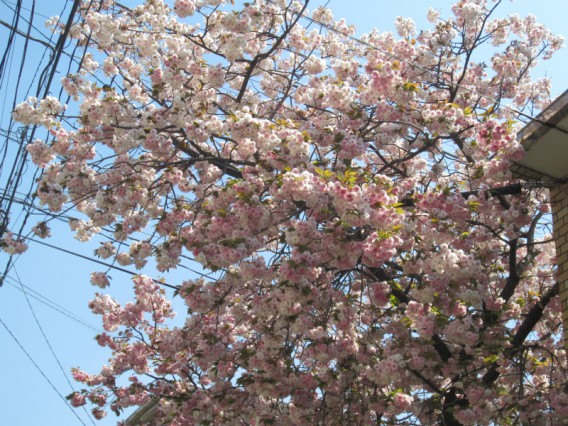 【遅く咲く桜・八重桜】