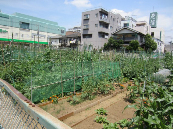 ６月の千鳥区民農園の様子