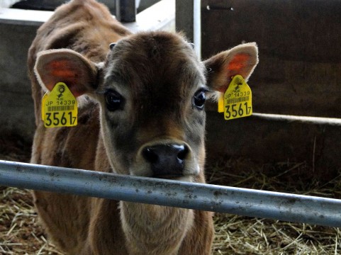 母と子も生き別れる・牛乳生産の現場