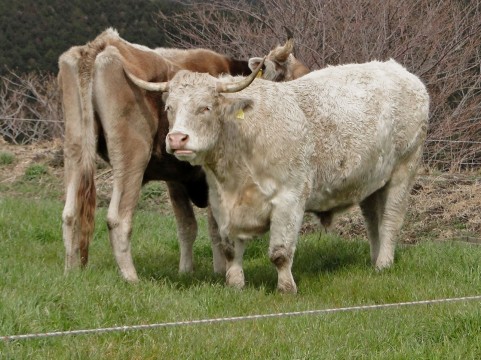 乳牛の生活・牛乳生産の現場一例