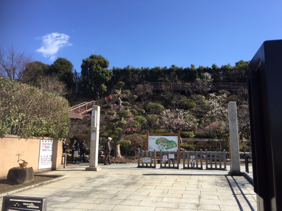 池上梅園の開花状況・２０１６年２月１０日その１