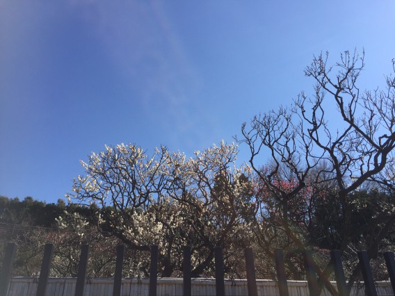池上梅園の開花状況・２０１６年２月１０日その２