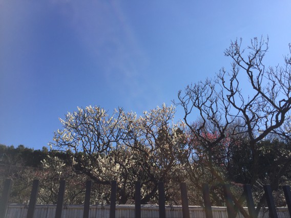 池上梅園の開花状況・２０１６年２月１０日その２