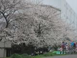 お花見の名所・六郷土手の桜２０１３年