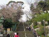 【桜の開花状況・池上本門寺２０１３年３月２０日】