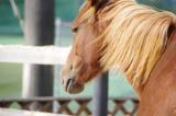 動物が出てくるクイズ・ウマ・クマ・ネコ・イヌ