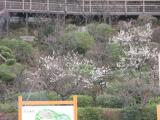 池上梅園・開花状況・２０１４年２月４日