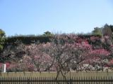 池上梅園開花状況・２０１４年３月７日