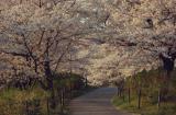 桜の開花はどう判断？開花時期