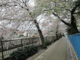 桜のトンネル・雪谷中学横・２０１４年４月３日