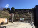 池上梅園の開花状況・２０１６年２月１０日その１
